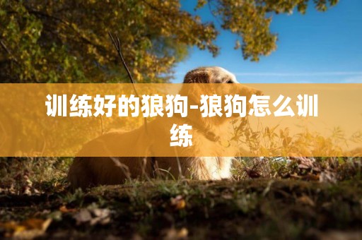 訓練好的狼狗-狼狗怎么訓練