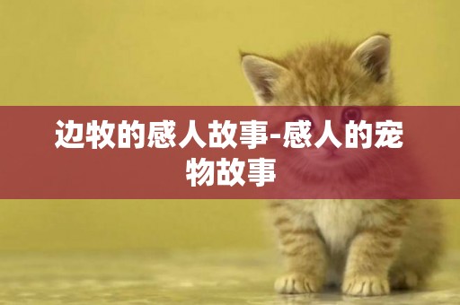 邊牧的感人故事-感人的寵物故事