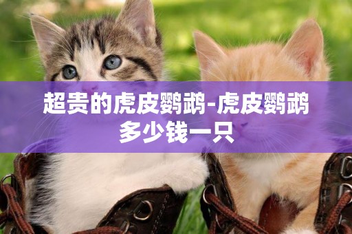 超貴的虎皮鸚鵡-虎皮鸚鵡多少錢一只