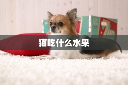貓吃什么水果