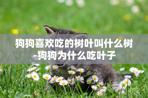 狗狗喜歡吃的樹葉叫什么樹-狗狗為什么吃葉子