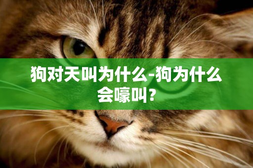 狗對天叫為什么-狗為什么會嚎叫？