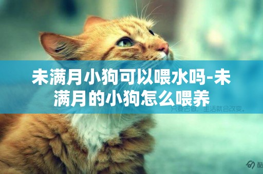 未滿月小狗可以喂水嗎-未滿月的小狗怎么喂養