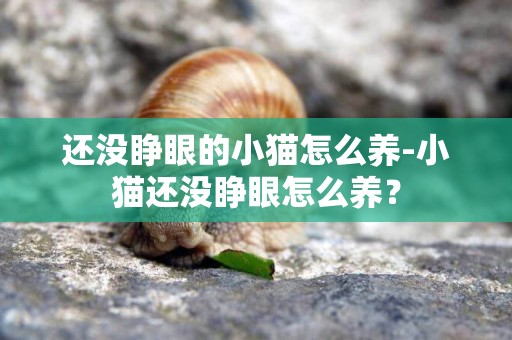 還沒睜眼的小貓怎么養-小貓還沒睜眼怎么養？