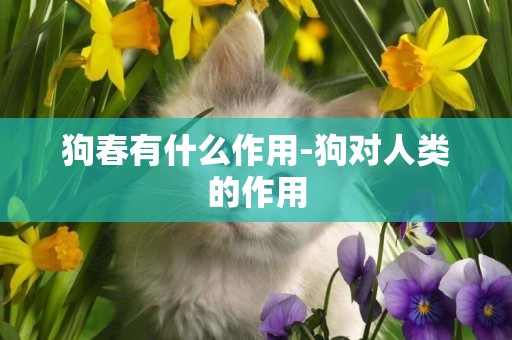 狗春有什么作用-狗對人類的作用