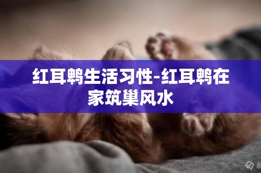 紅耳鵯生活習性-紅耳鵯在家筑巢風水