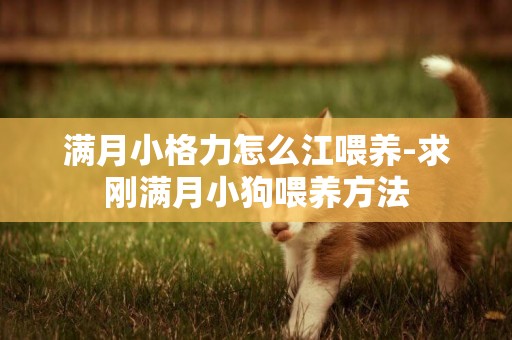 滿月小格力怎么江喂養-求剛滿月小狗喂養方法