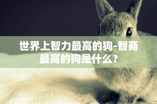 世界上智力最高的狗-智商最高的狗是什么？