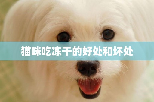 貓咪吃凍干的好處和壞處