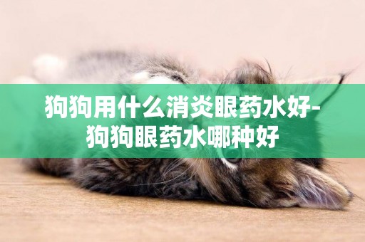 狗狗用什么消炎眼藥水好-狗狗眼藥水哪種好