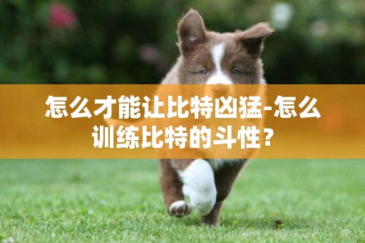 怎么才能讓比特兇猛-怎么訓練比特的斗性？