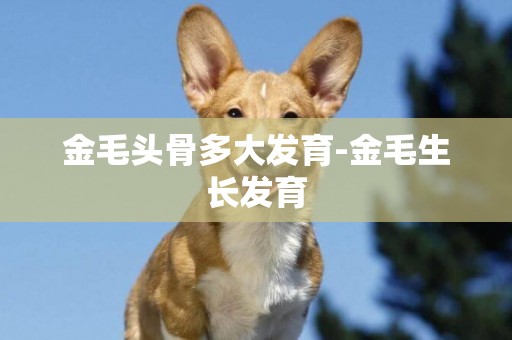 金毛頭骨多大發育-金毛生長發育