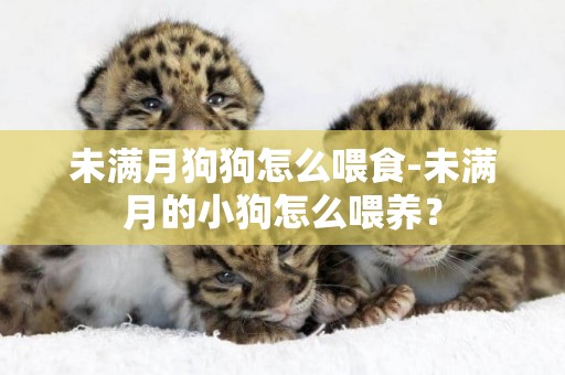 未滿月狗狗怎么喂食-未滿月的小狗怎么喂養？