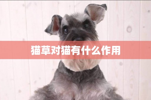 貓草對貓有什么作用