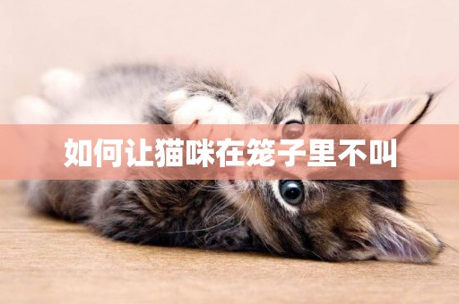 如何讓貓咪在籠子里不叫