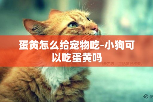 蛋黃怎么給寵物吃-小狗可以吃蛋黃嗎
