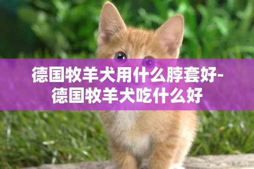 德國牧羊犬用什么脖套好-德國牧羊犬吃什么好