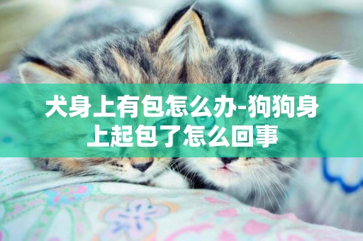 犬身上有包怎么辦-狗狗身上起包了怎么回事