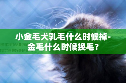 小金毛犬乳毛什么時候掉-金毛什么時候換毛？