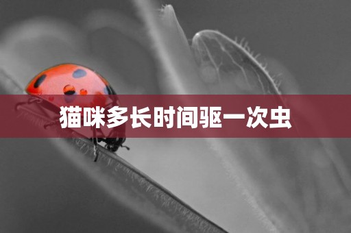 貓咪多長時間驅一次蟲