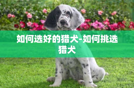 如何選好的獵犬-如何挑選獵犬