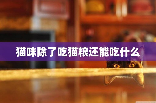 貓咪除了吃貓糧還能吃什么