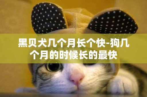 黑貝犬幾個月長個快-狗幾個月的時候長的最快