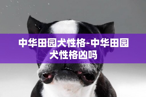 中華田園犬性格-中華田園犬性格兇嗎