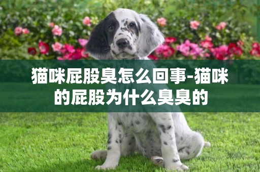 貓咪屁股臭怎么回事-貓咪的屁股為什么臭臭的