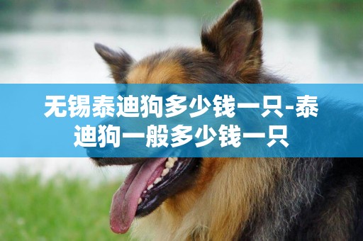 無錫泰迪狗多少錢一只-泰迪狗一般多少錢一只
