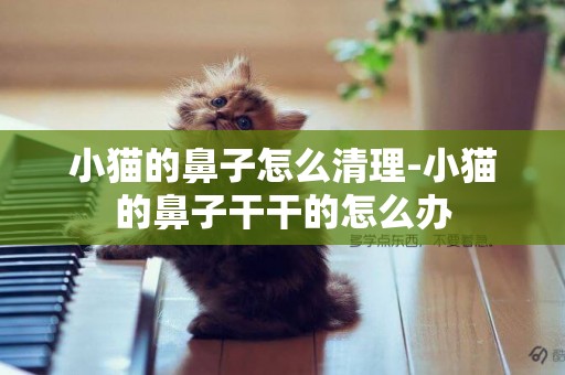 小貓的鼻子怎么清理-小貓的鼻子干干的怎么辦