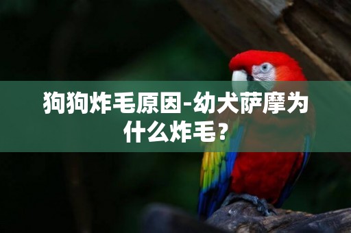 狗狗炸毛原因-幼犬薩摩為什么炸毛？