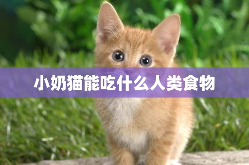 小奶貓能吃什么人類食物