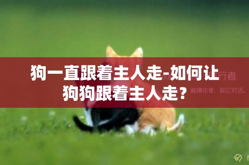 狗一直跟著主人走-如何讓狗狗跟著主人走？