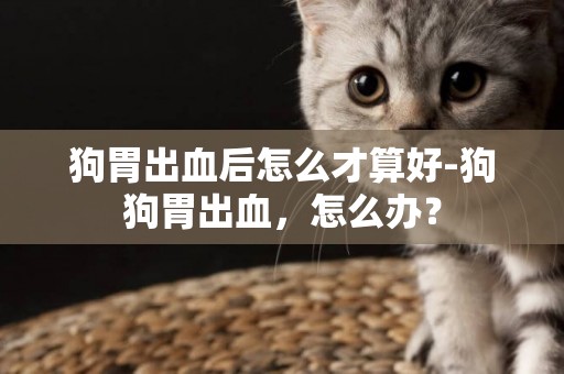 狗胃出血后怎么才算好-狗狗胃出血，怎么辦？