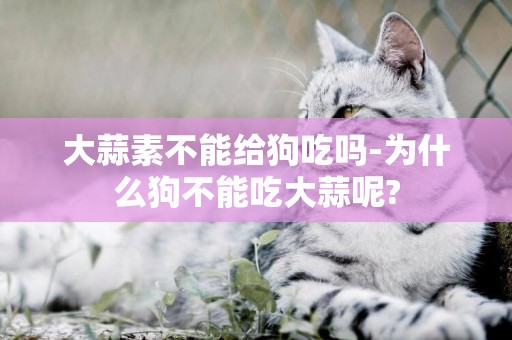 大蒜素不能給狗吃嗎-為什么狗不能吃大蒜呢?