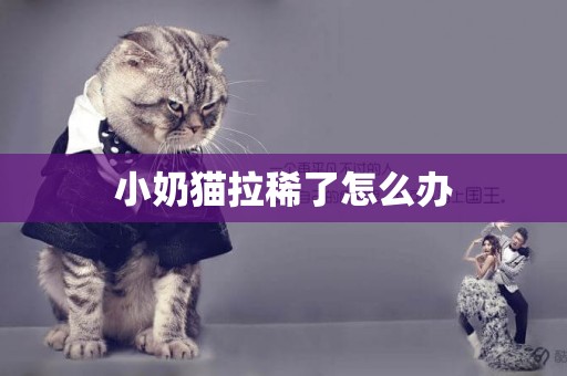 小奶貓拉稀了怎么辦