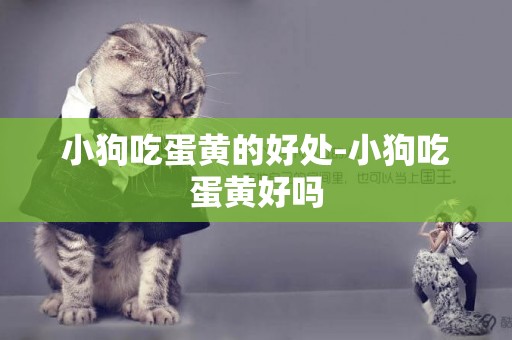 小狗吃蛋黃的好處-小狗吃蛋黃好嗎