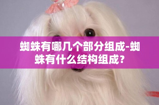 蜘蛛有哪幾個部分組成-蜘蛛有什么結構組成？