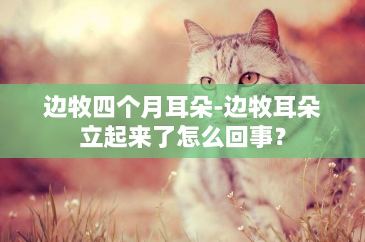邊牧四個月耳朵-邊牧耳朵立起來了怎么回事？