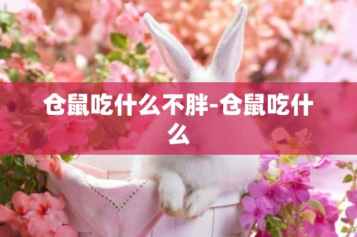 倉鼠吃什么不胖-倉鼠吃什么