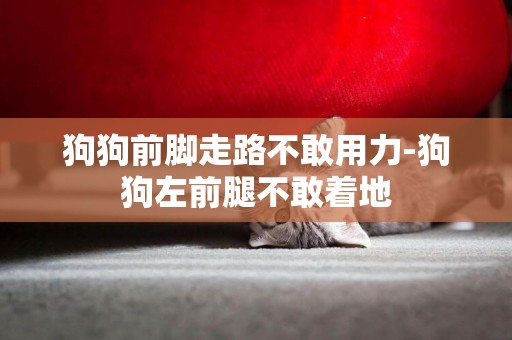 狗狗前腳走路不敢用力-狗狗左前腿不敢著地
