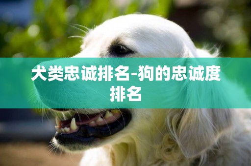 犬類忠誠排名-狗的忠誠度排名