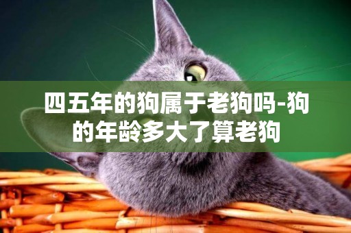 四五年的狗屬于老狗嗎-狗的年齡多大了算老狗