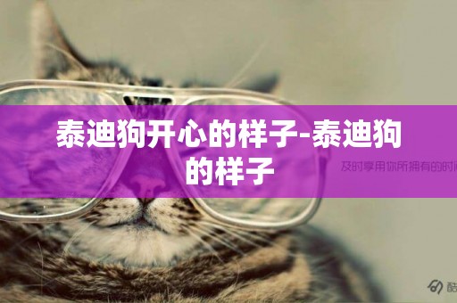 泰迪狗開心的樣子-泰迪狗的樣子
