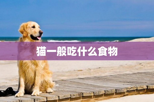 貓一般吃什么食物