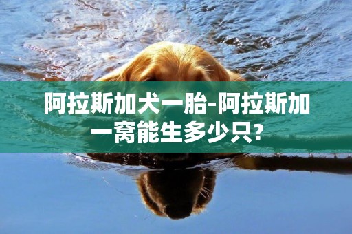 阿拉斯加犬一胎-阿拉斯加一窩能生多少只?