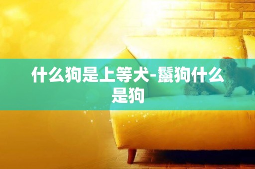 什么狗是上等犬-鬣狗什么是狗