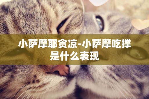 小薩摩耶貪涼-小薩摩吃撐是什么表現