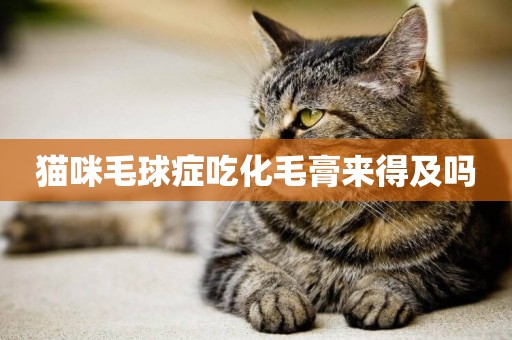 貓咪毛球癥吃化毛膏來得及嗎